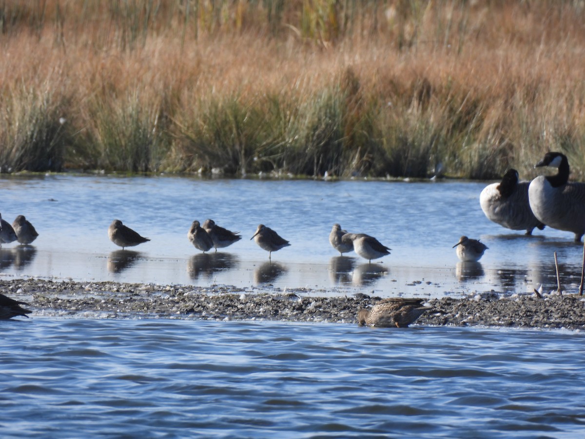 Long-billed Dowitcher - ML642843595