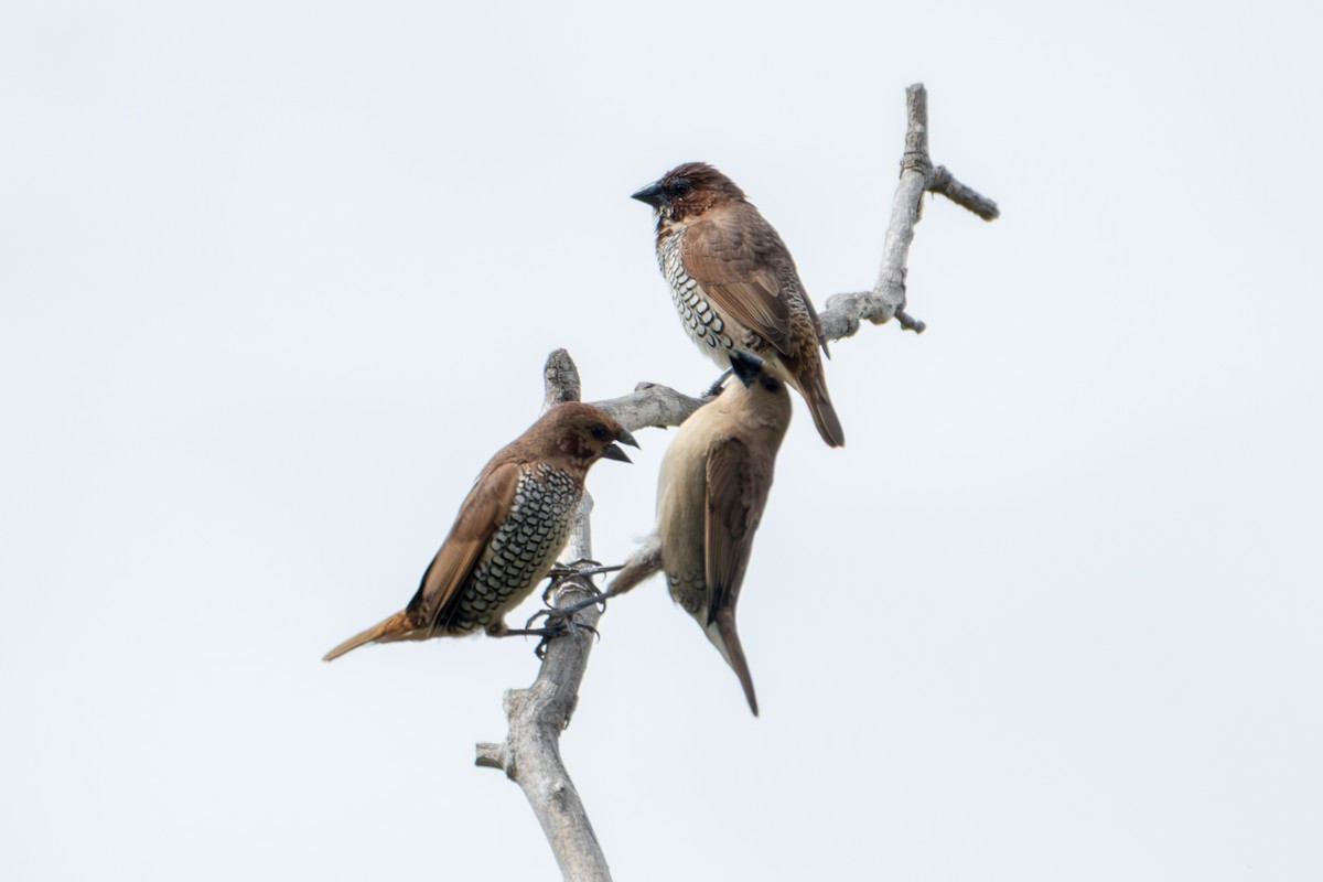 Scaly-breasted Munia - ML642843596