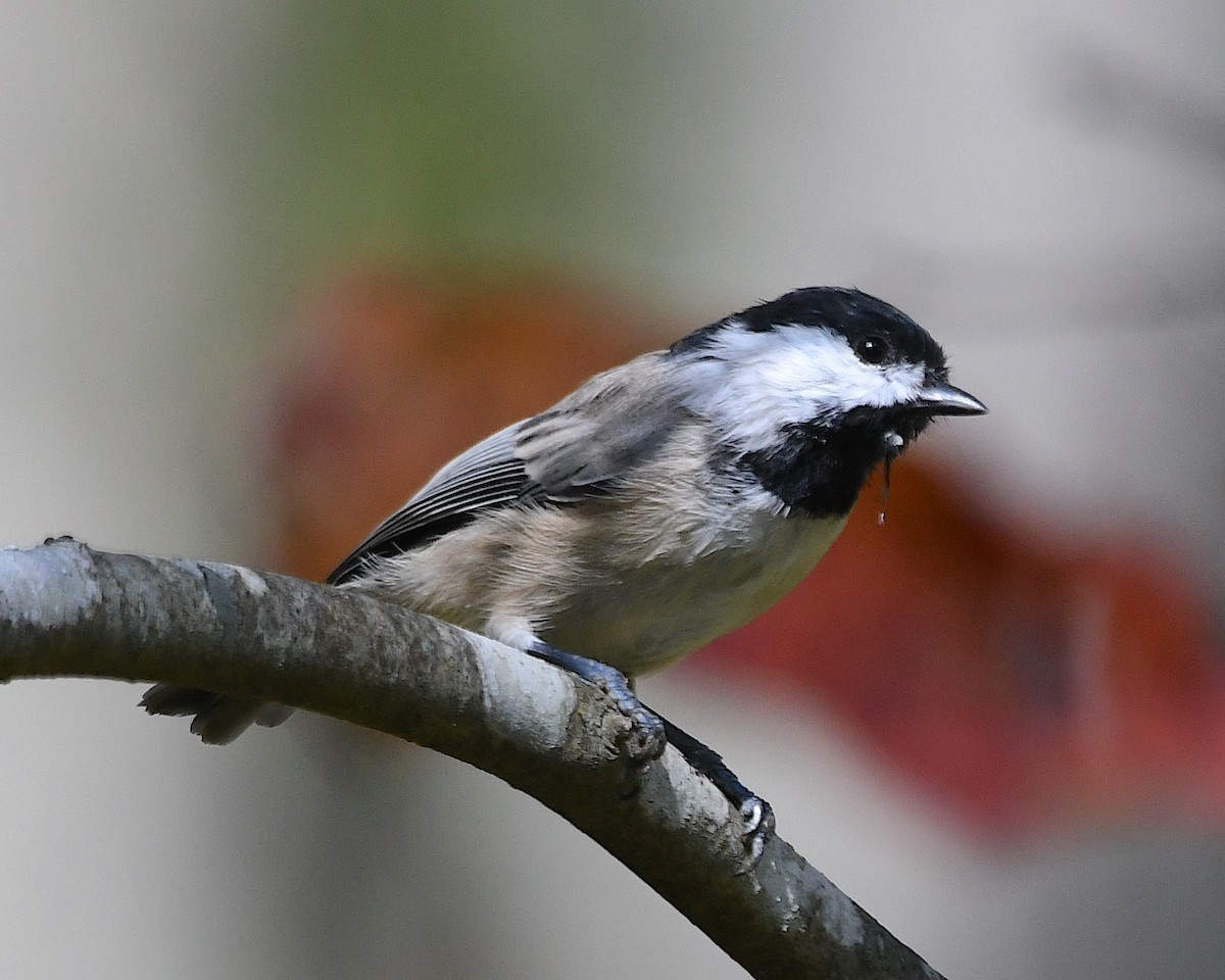 Carolina Chickadee - ML642843597