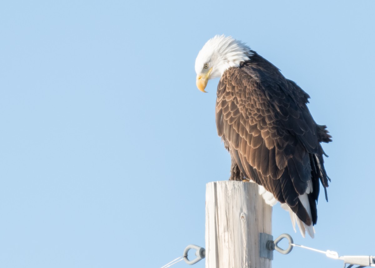 Bald Eagle - ML642843598
