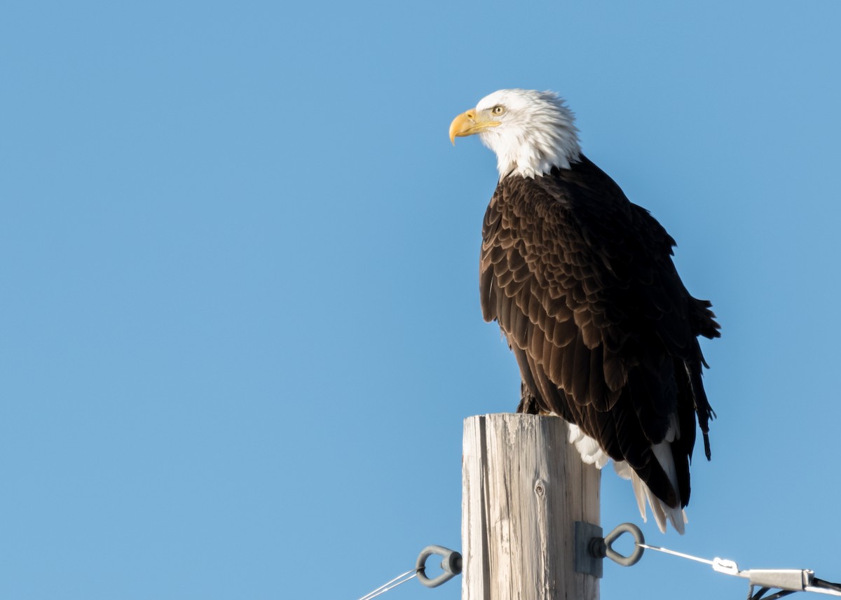 Bald Eagle - ML642843599