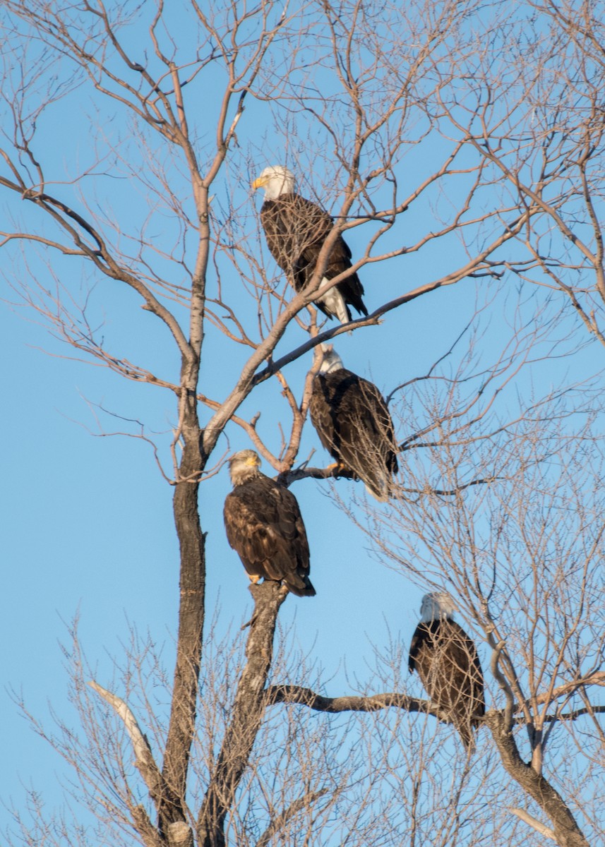 Bald Eagle - ML642843600