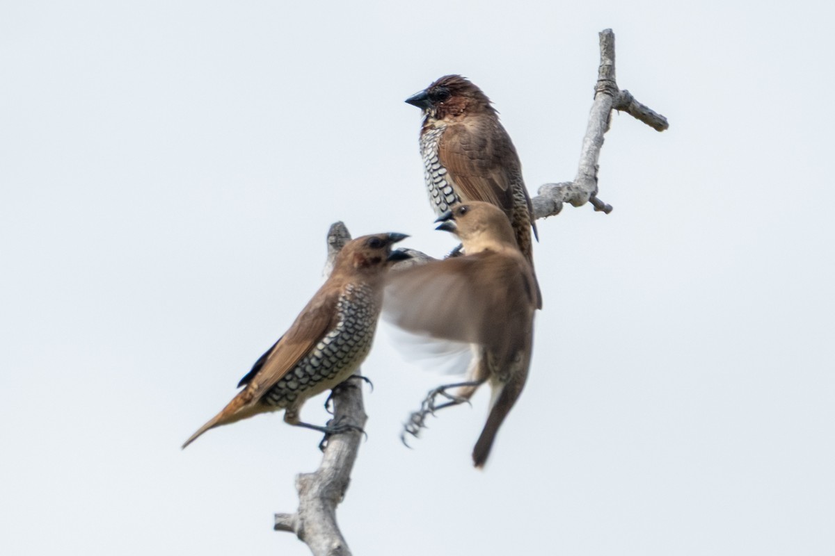 Scaly-breasted Munia - ML642843601