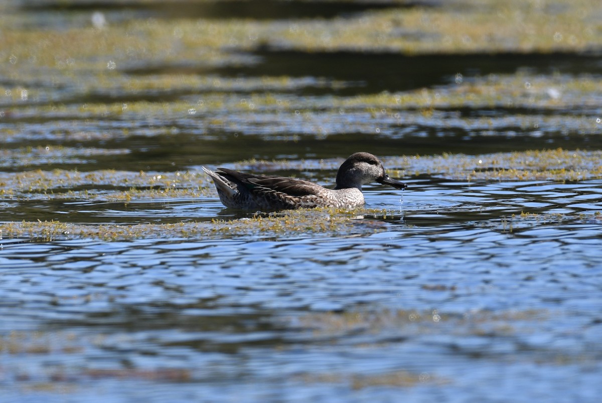 Green-winged Teal - ML642843602