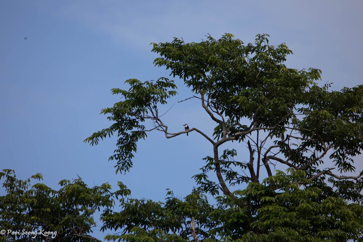 White-necked Puffbird - ML642843603