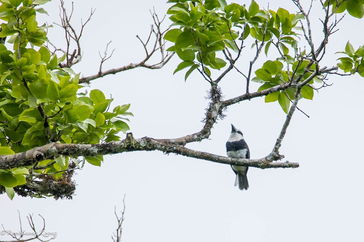 White-necked Puffbird - ML642843604
