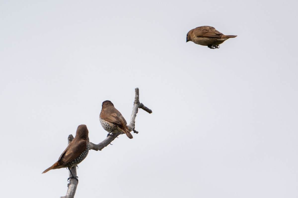 Scaly-breasted Munia - ML642843605