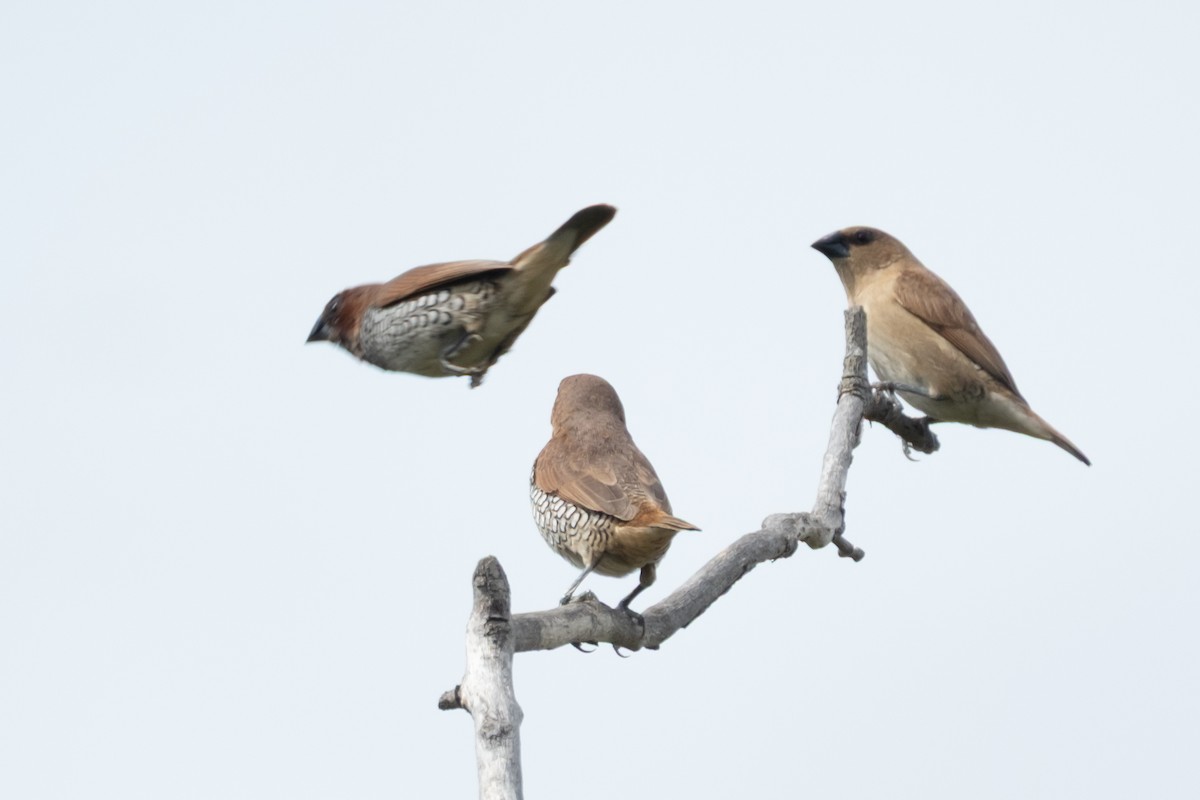 Scaly-breasted Munia - ML642843607
