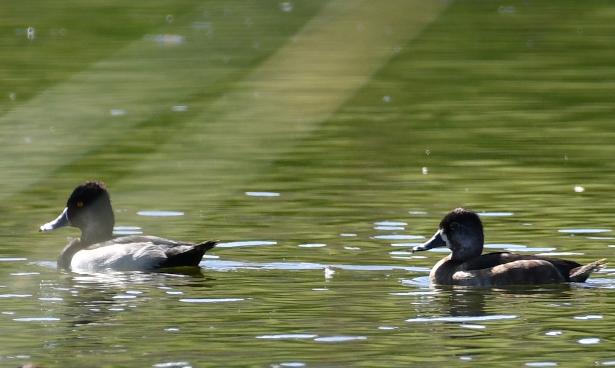 Ring-necked Duck - ML642843608