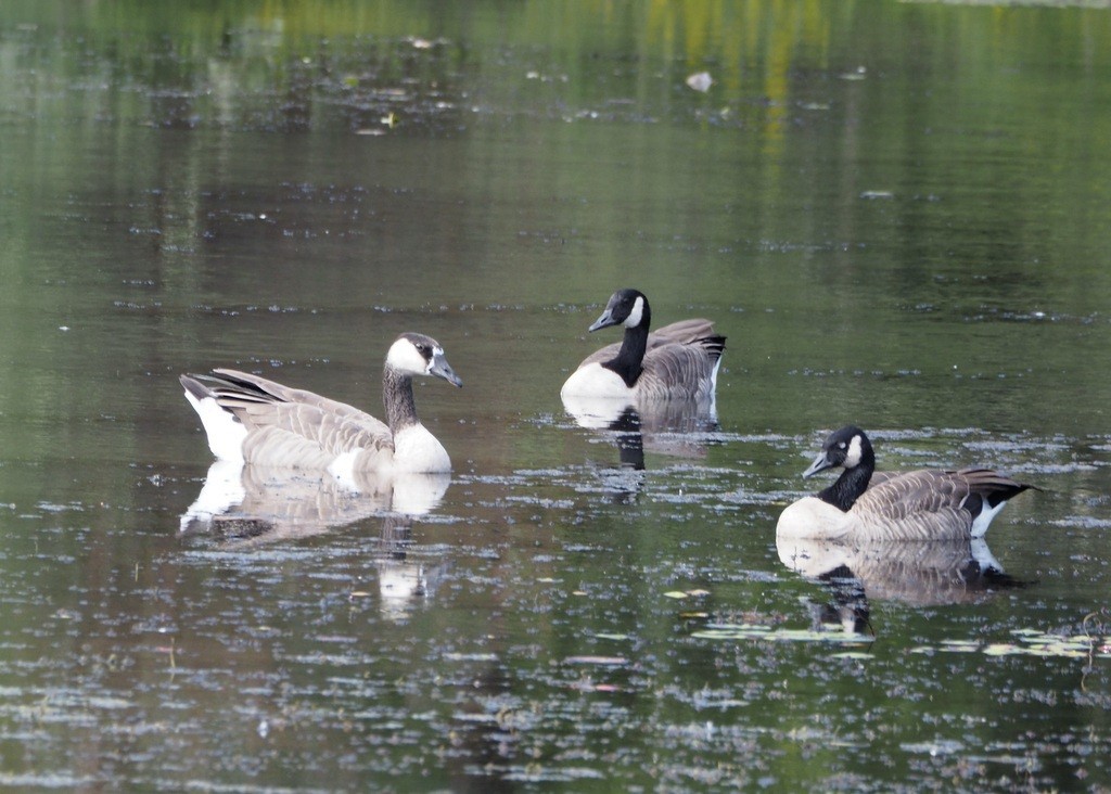 Swan x Canada Goose (hybrid) - ML642843614