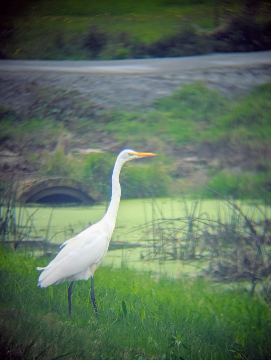 Great Egret - ML642843625