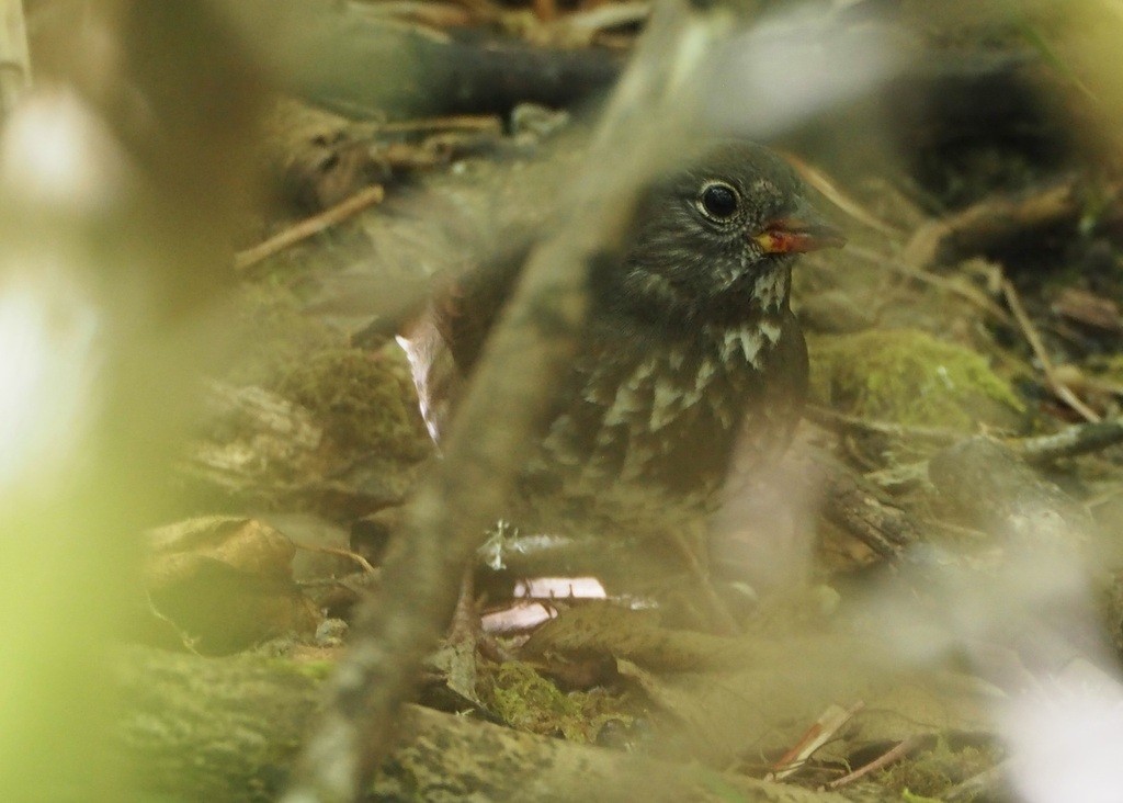 Fox Sparrow - ML642843626