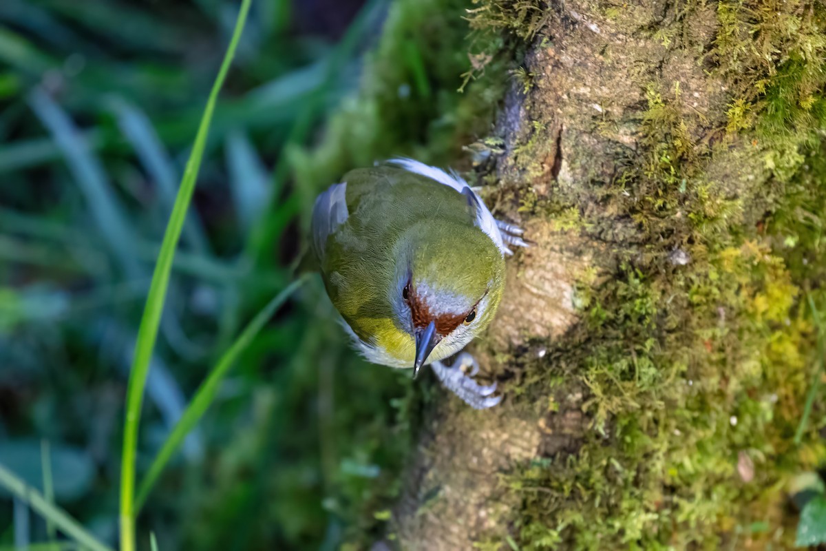 Black-billed Peppershrike - ML642843627