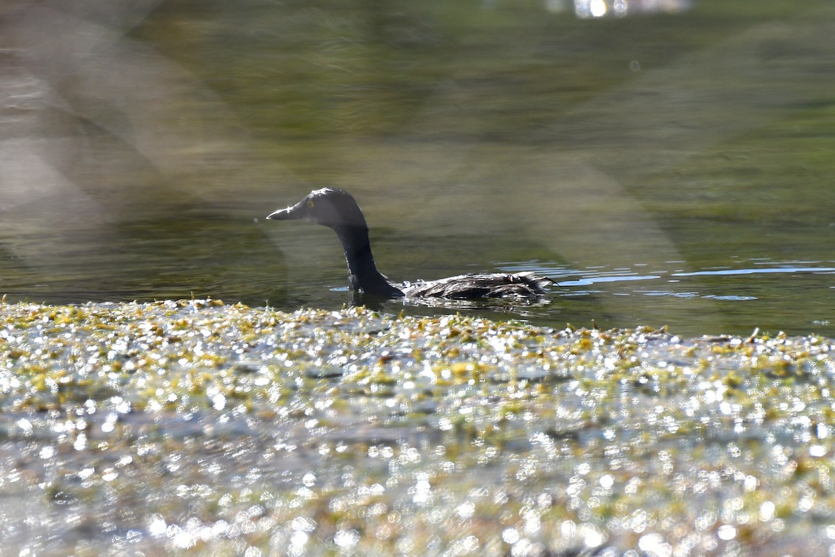 Least Grebe - ML642843632