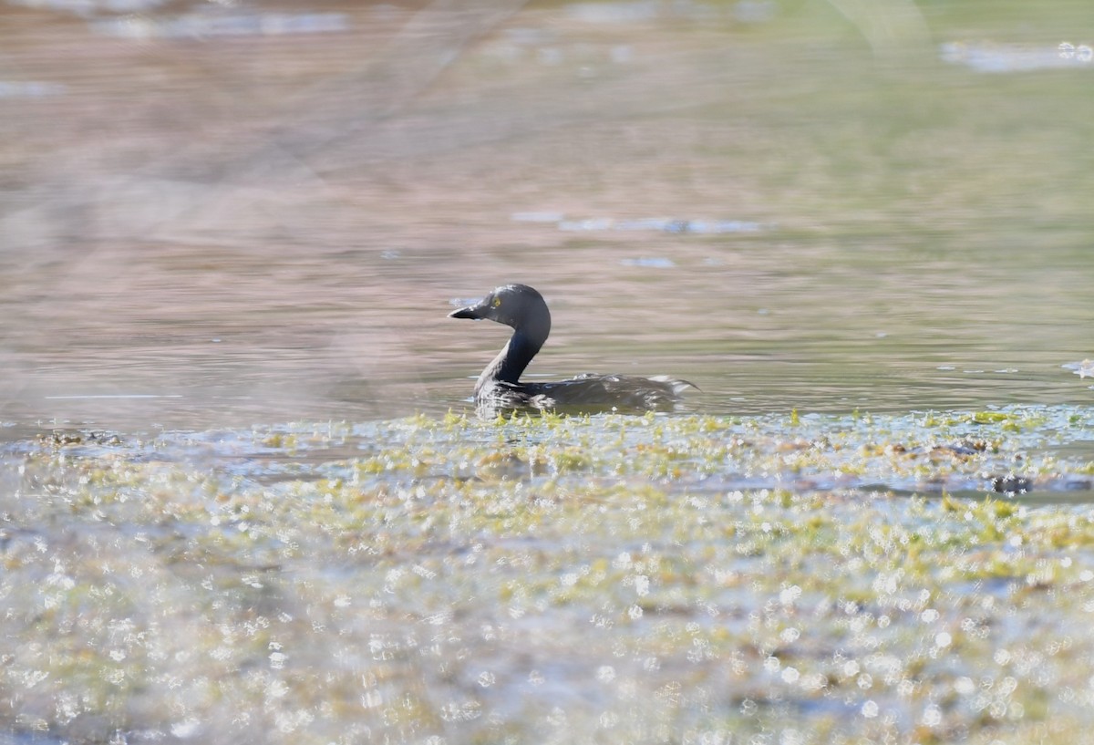 Least Grebe - ML642843633