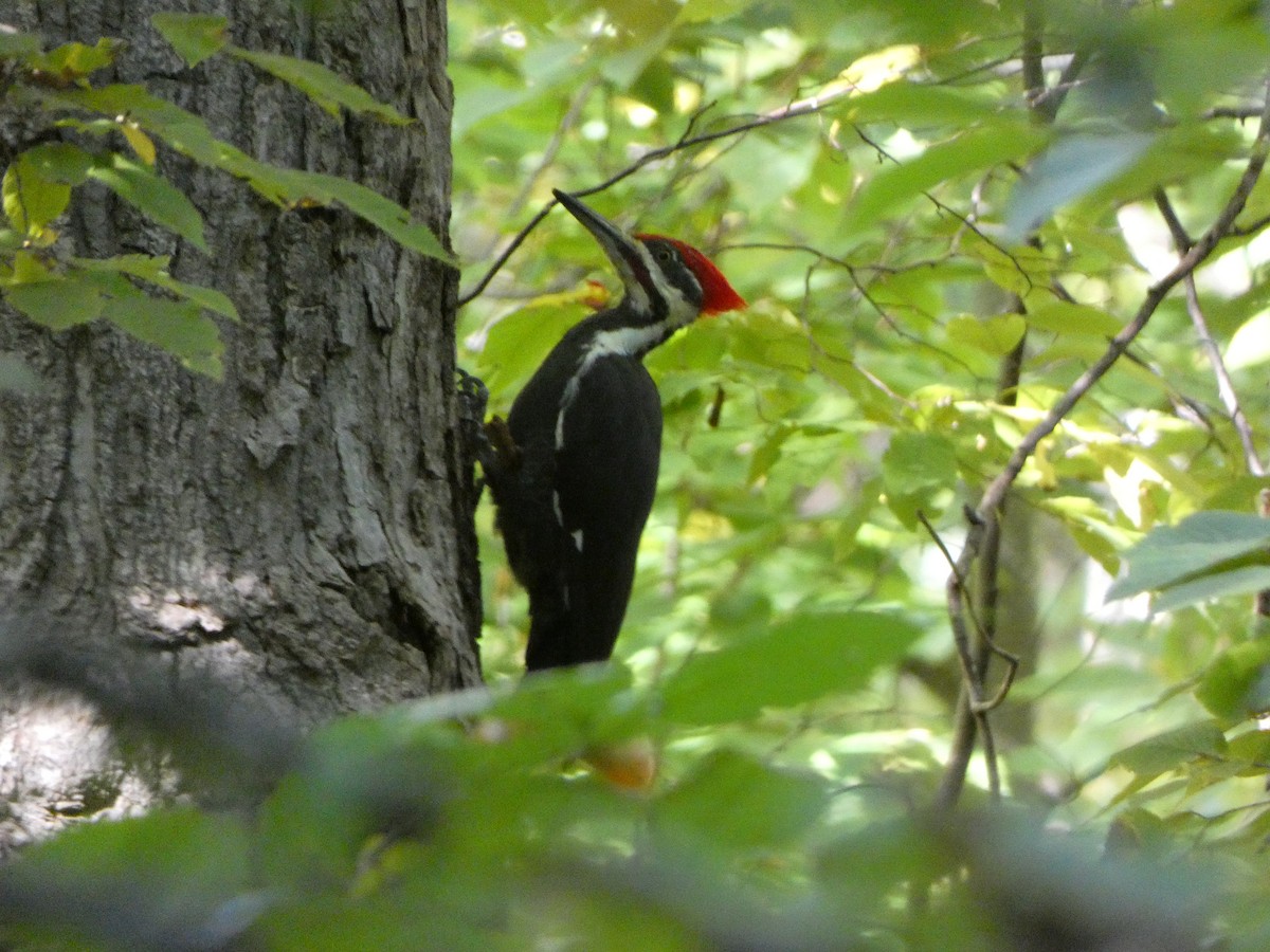 Pileated Woodpecker - ML642843635