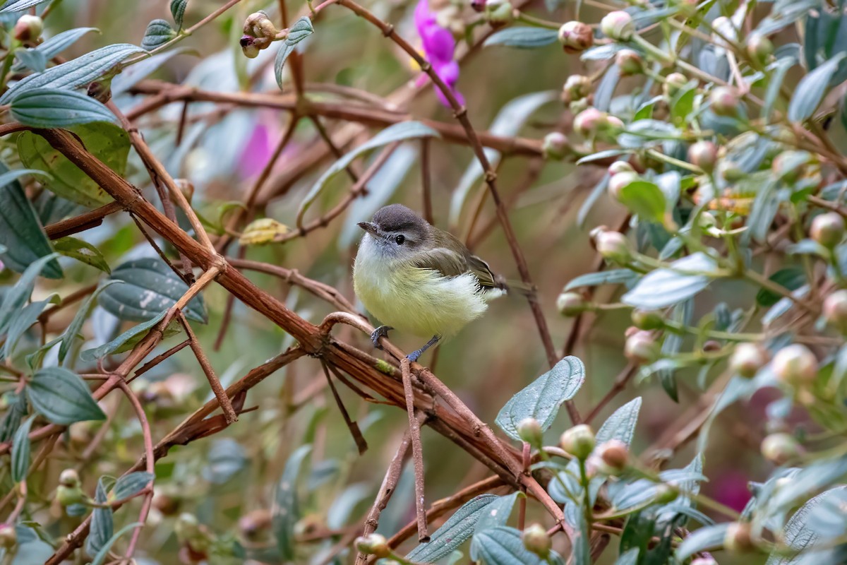 Brown-capped Vireo - ML642843638