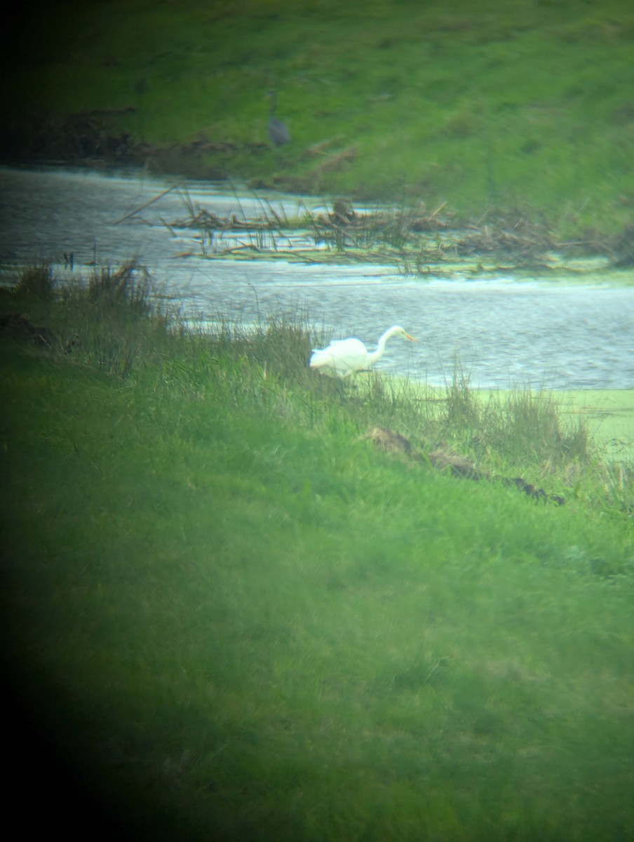 Great Egret - ML642843640