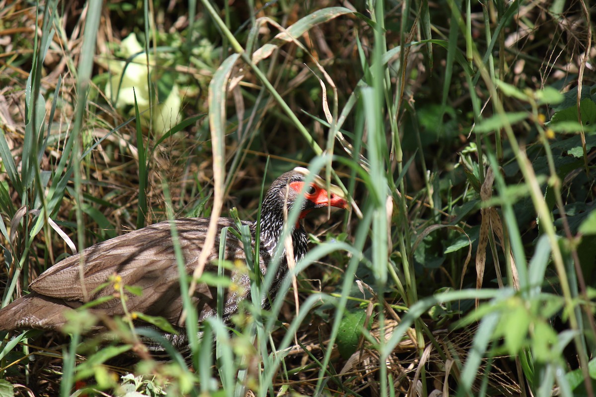 アカノドシャコ - ML642843648