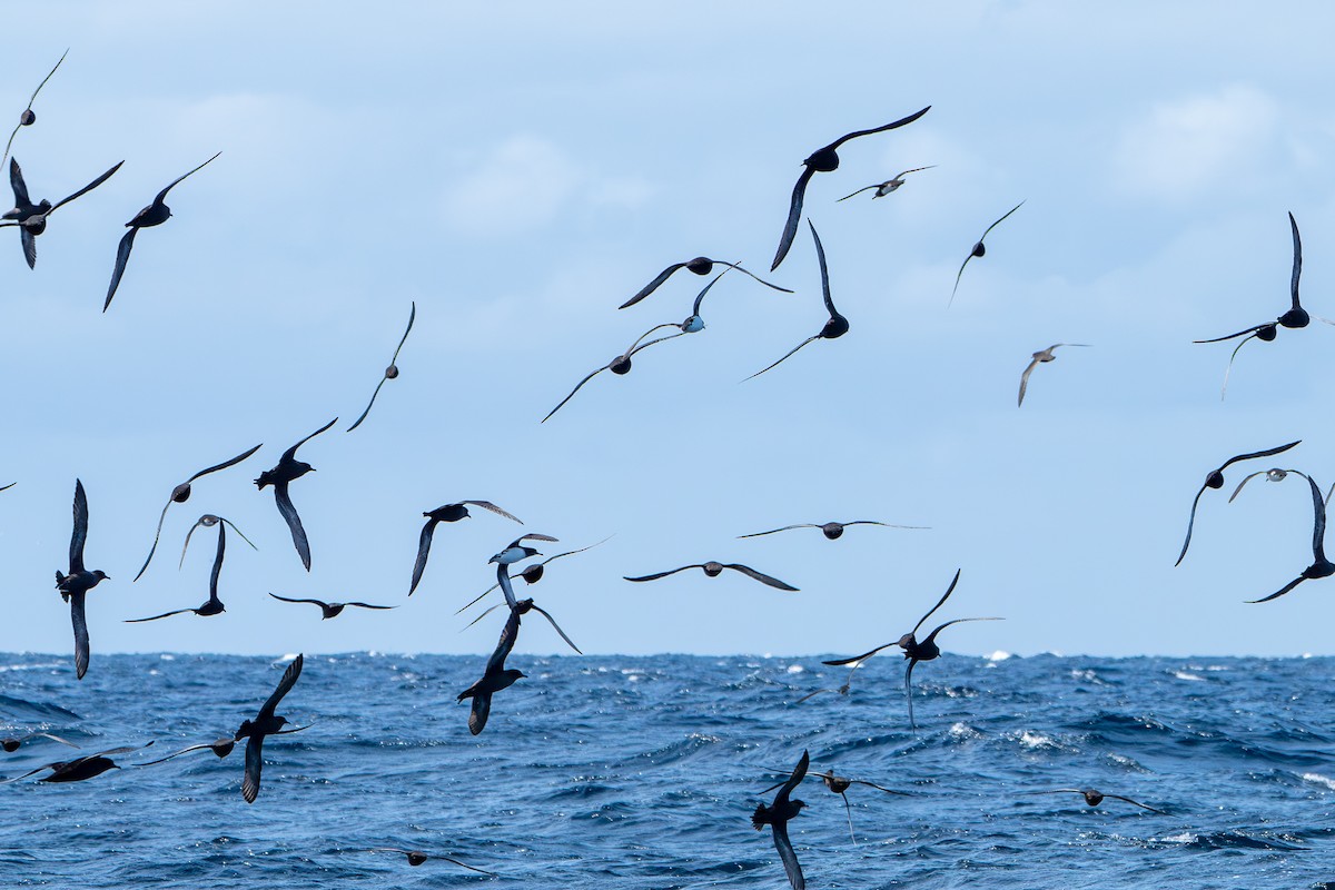 Hutton's Shearwater - ML642843650