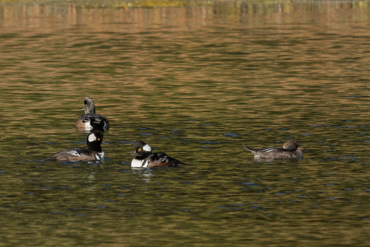 Hooded Merganser - ML642843651