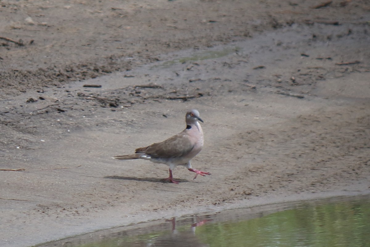 Mourning Collared-Dove - ML642843654