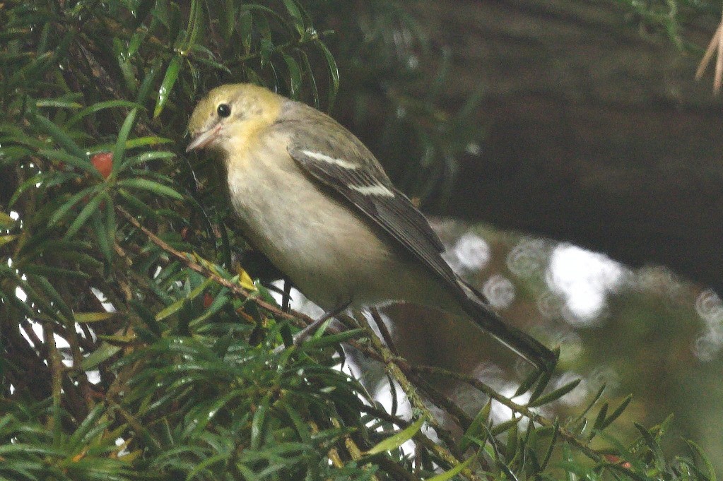 Bay-breasted Warbler - ML642843665