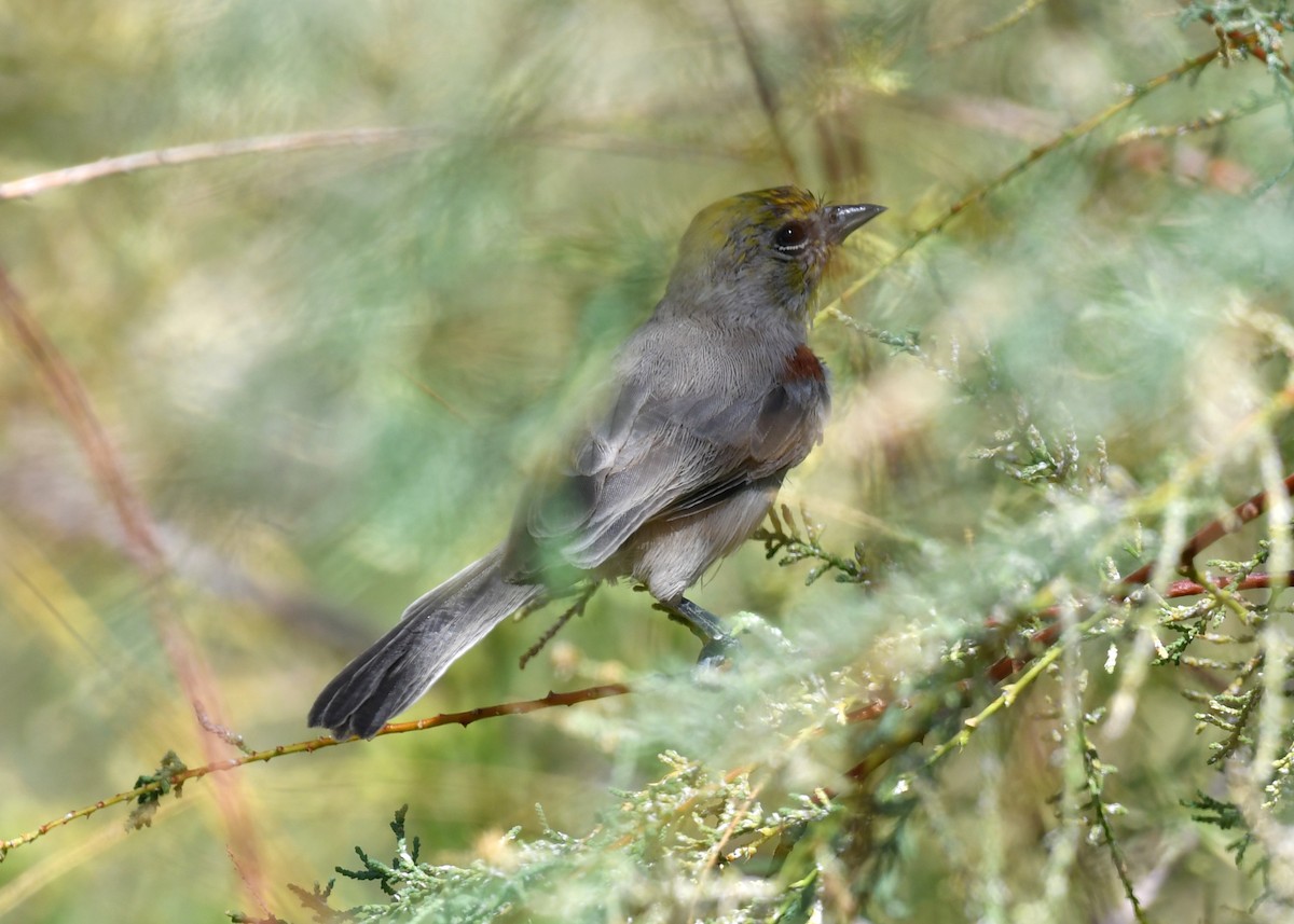 Auripare verdin - ML642843669