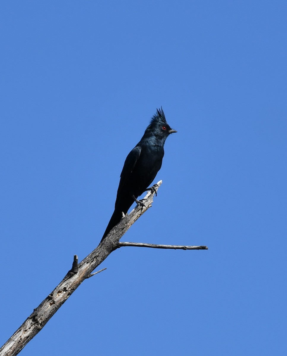Phainopepla - ML642843676