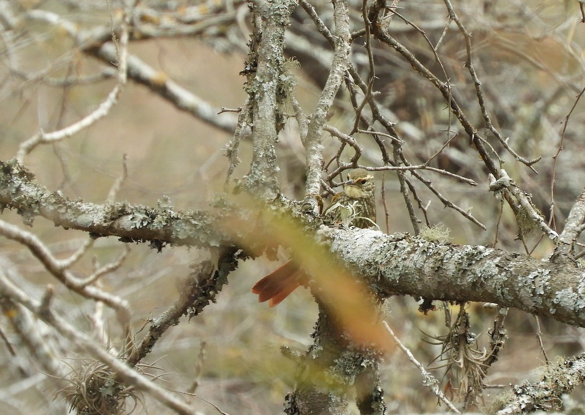 Buff-browed Foliage-gleaner - ML642843680
