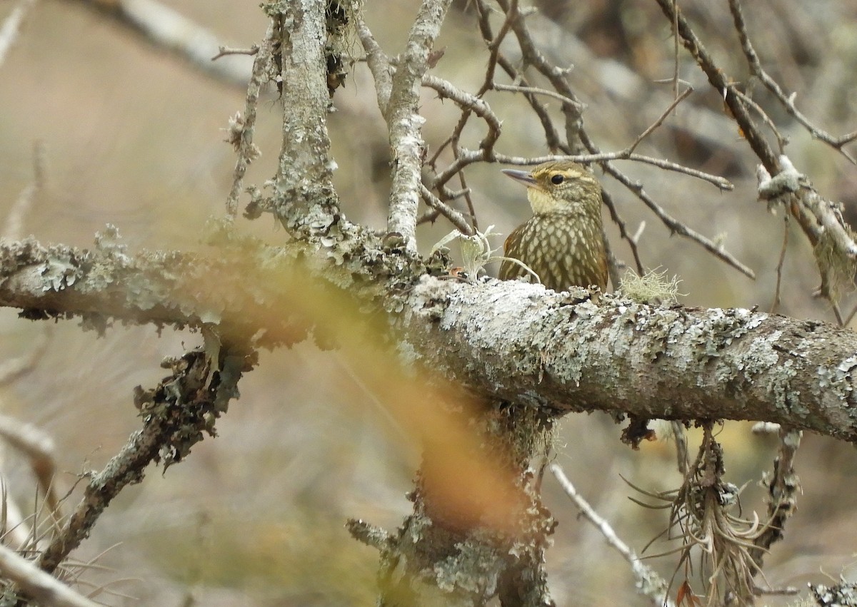 Buff-browed Foliage-gleaner - ML642843681