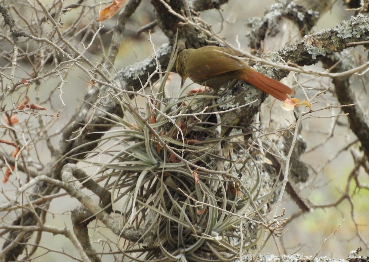Buff-browed Foliage-gleaner - ML642843682