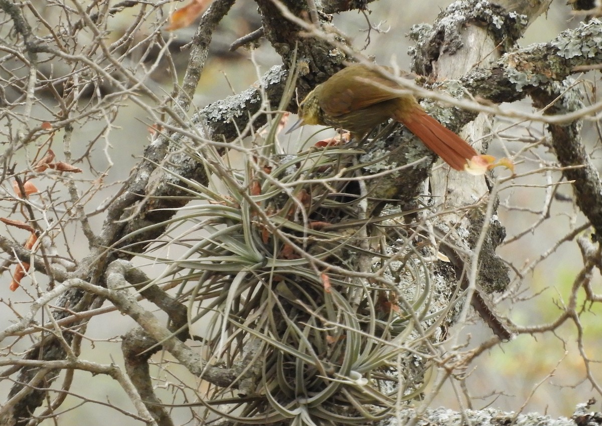 Buff-browed Foliage-gleaner - ML642843683