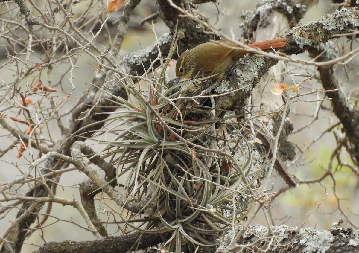 Buff-browed Foliage-gleaner - ML642843684