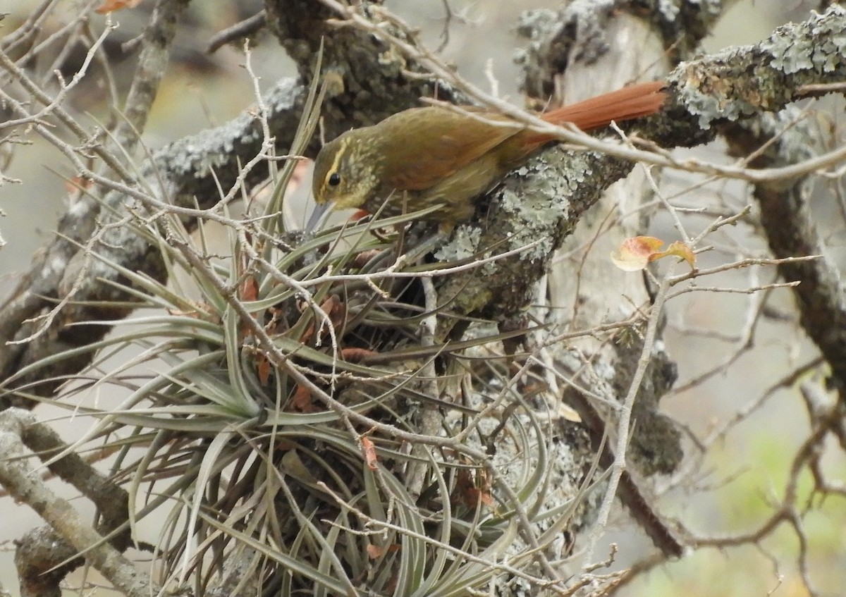 Buff-browed Foliage-gleaner - ML642843685