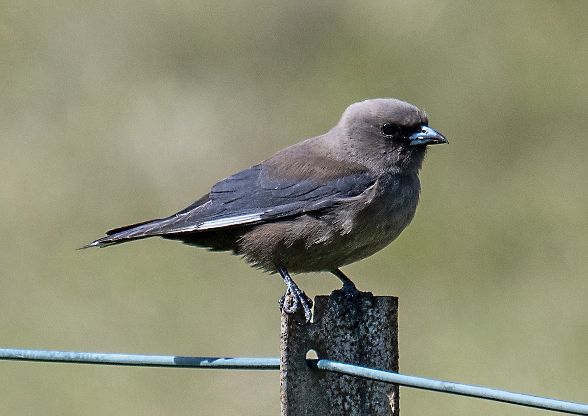 Dusky Woodswallow - ML642843686