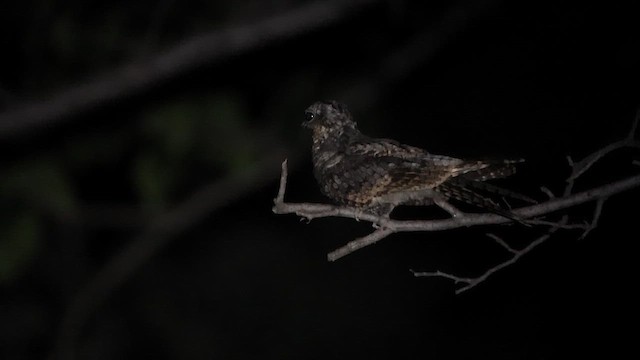 Jungle Nightjar - ML642843690