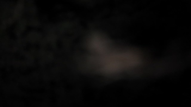 Jungle Nightjar - ML642843691