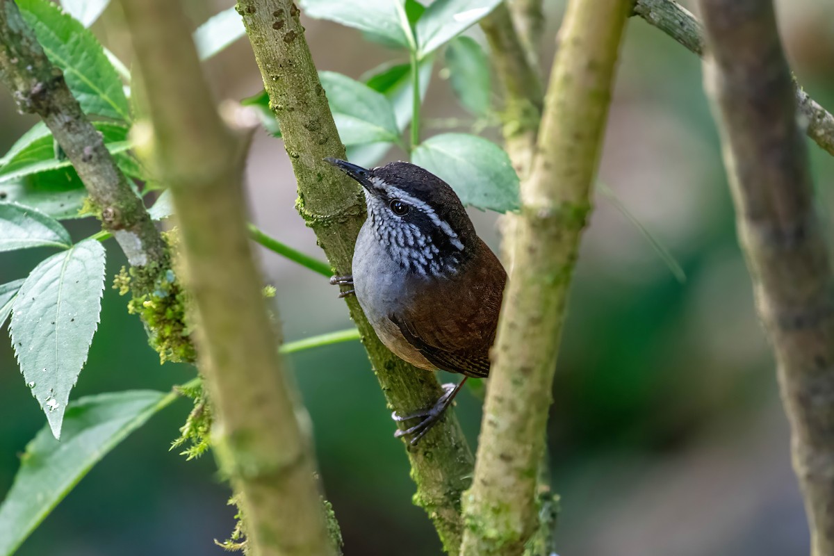 střízlík šedoprsý - ML642843693