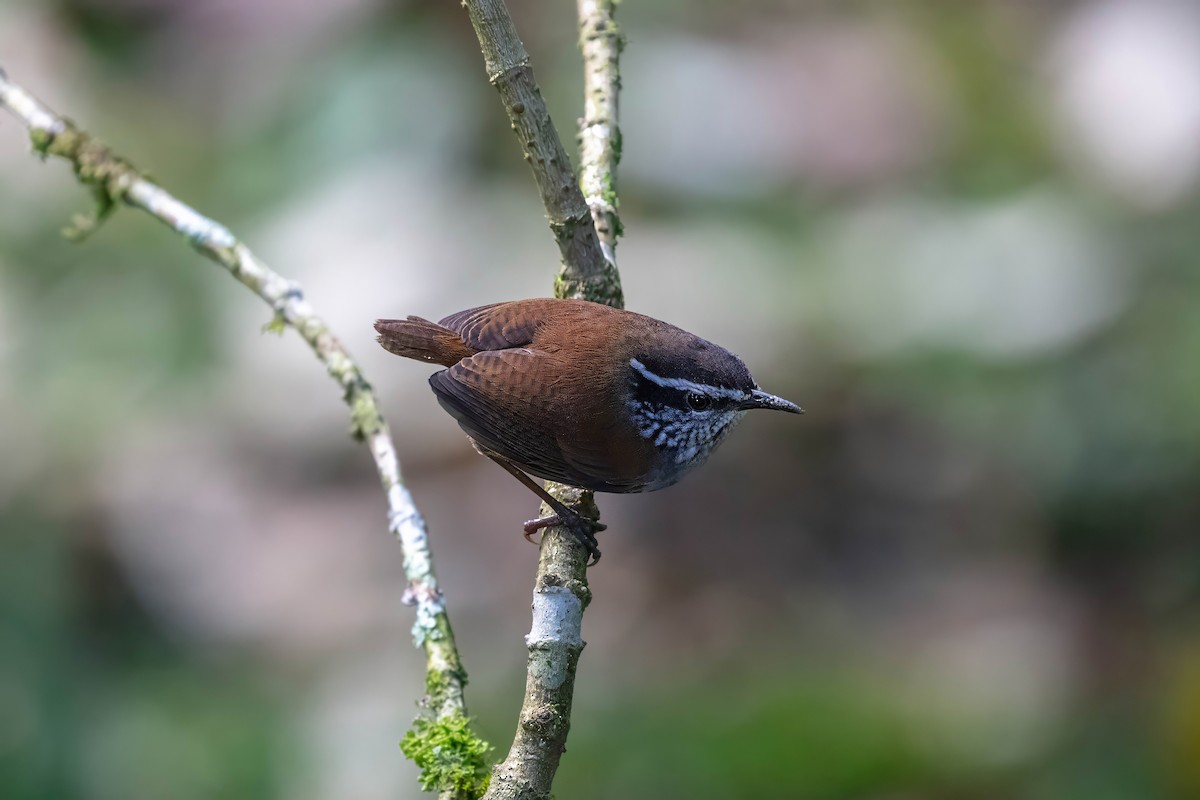 střízlík šedoprsý - ML642843694