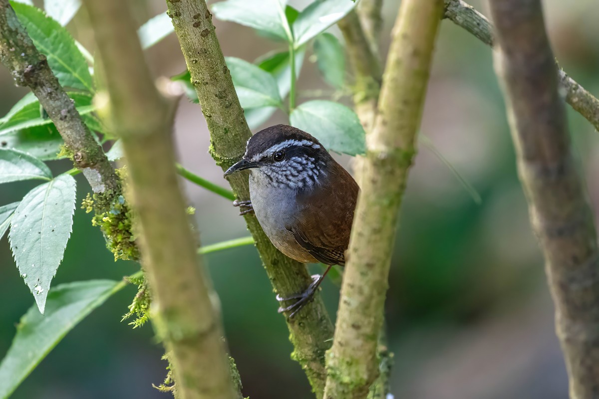 střízlík šedoprsý - ML642843695