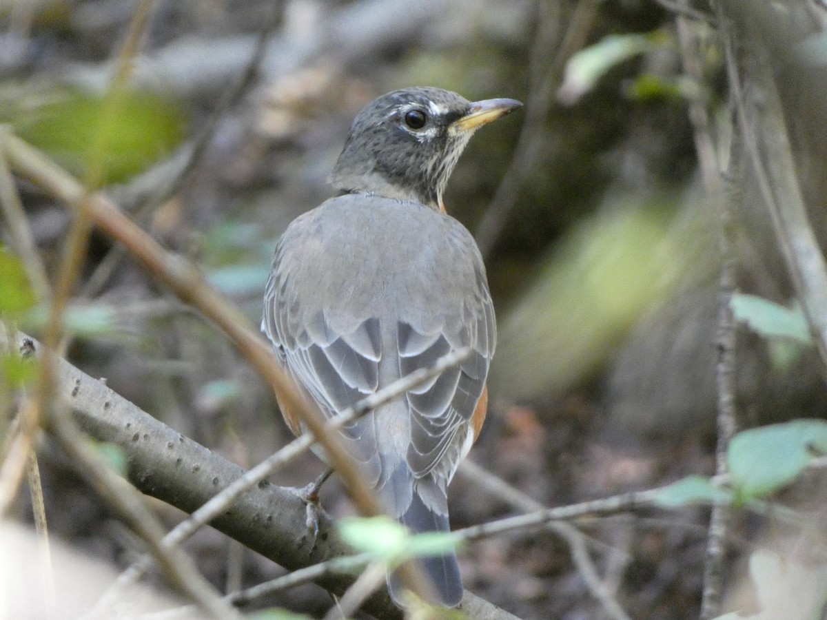 American Robin - ML642843697