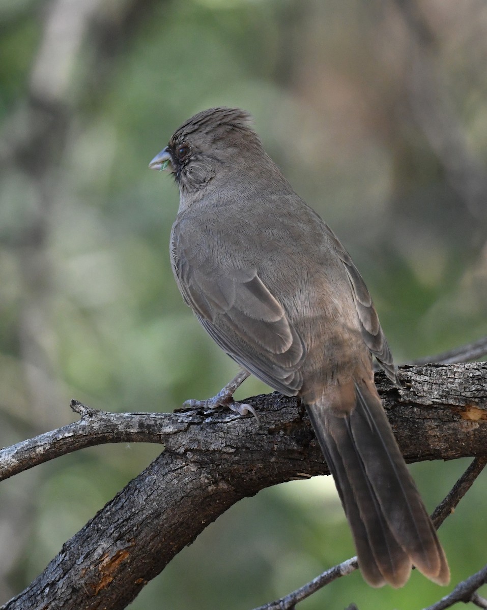 Abert's Towhee - ML642843702