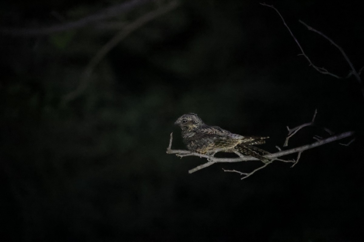 Jungle Nightjar - ML642843707