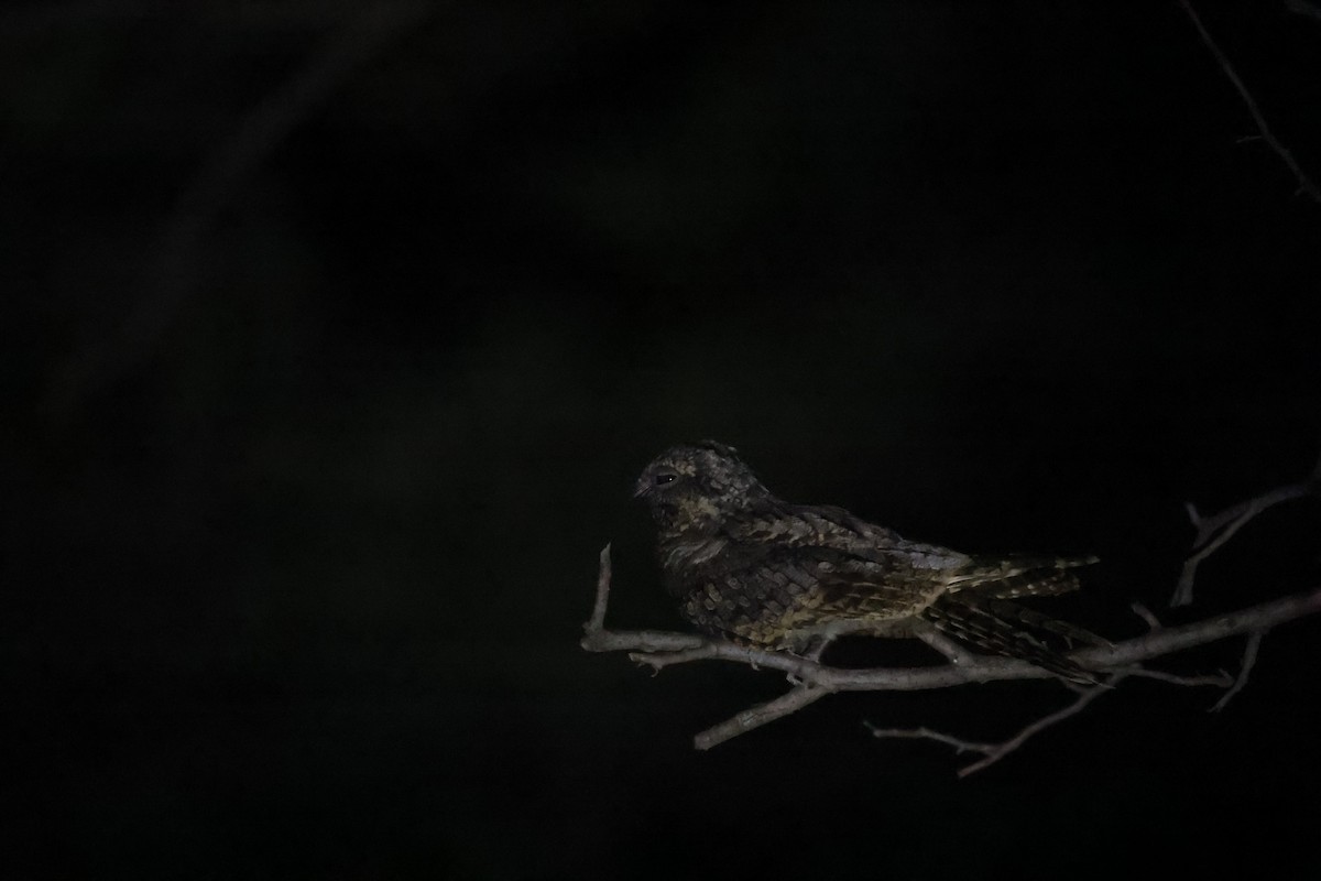 Jungle Nightjar - ML642843708
