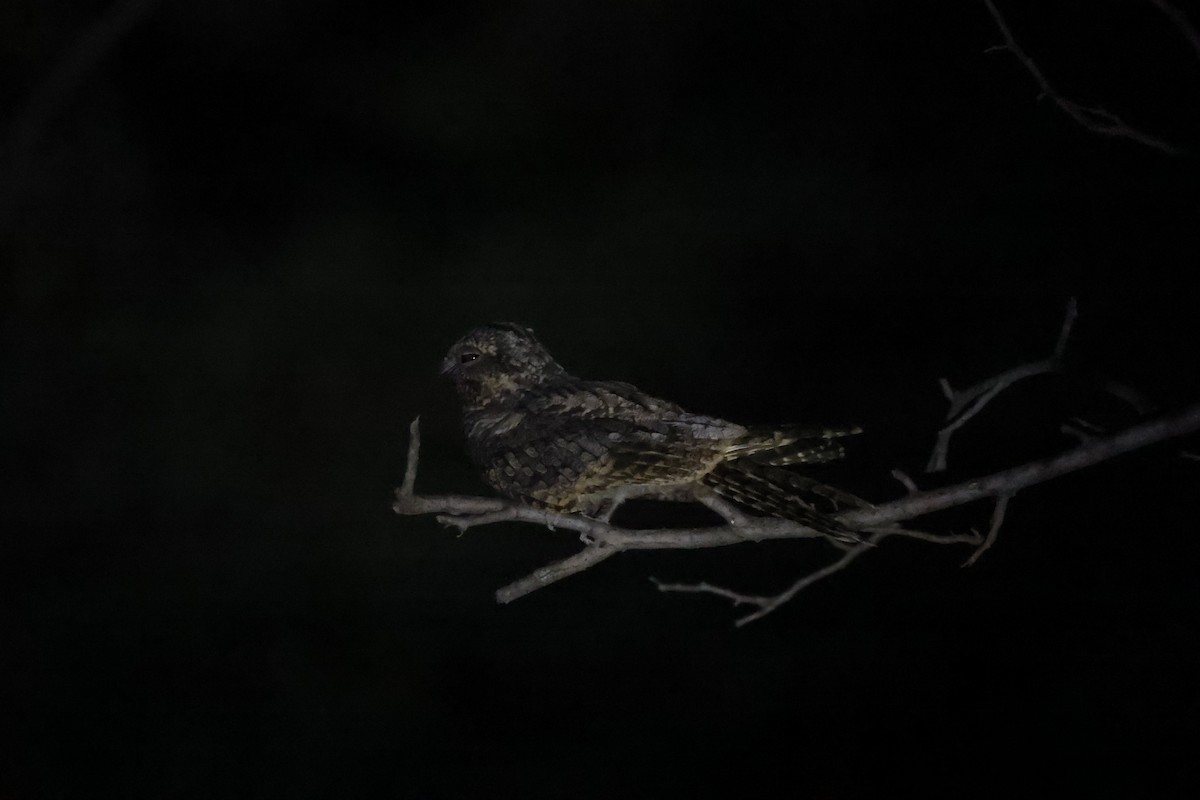 Jungle Nightjar - ML642843709