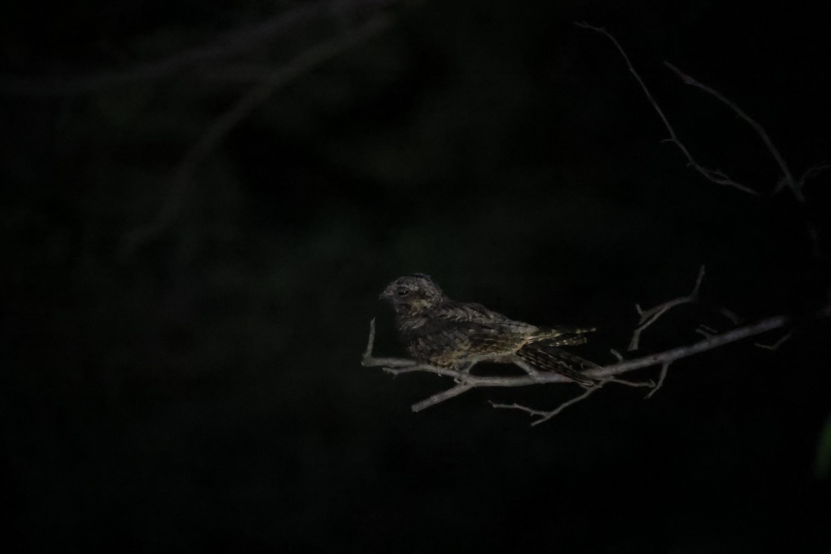 Jungle Nightjar - ML642843710