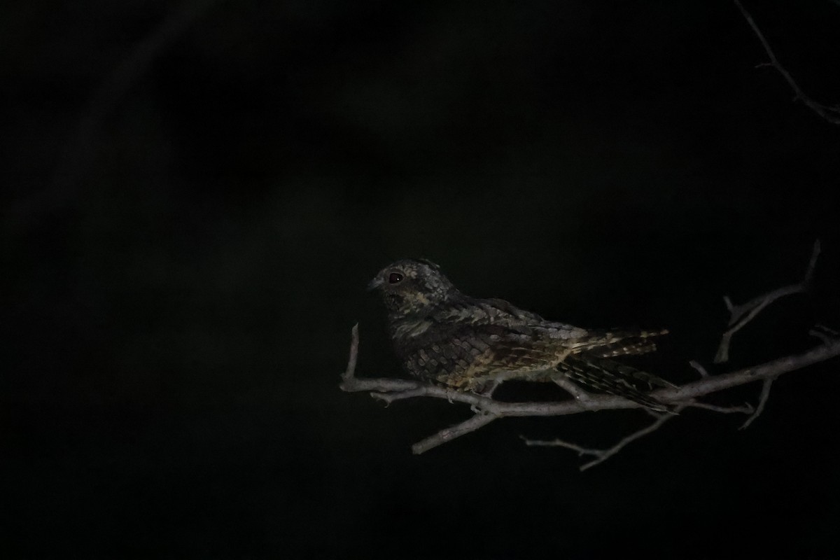 Jungle Nightjar - ML642843711