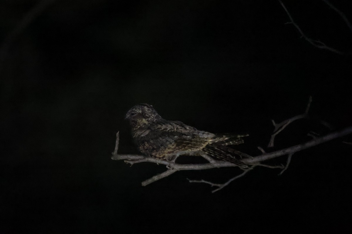 Jungle Nightjar - ML642843712