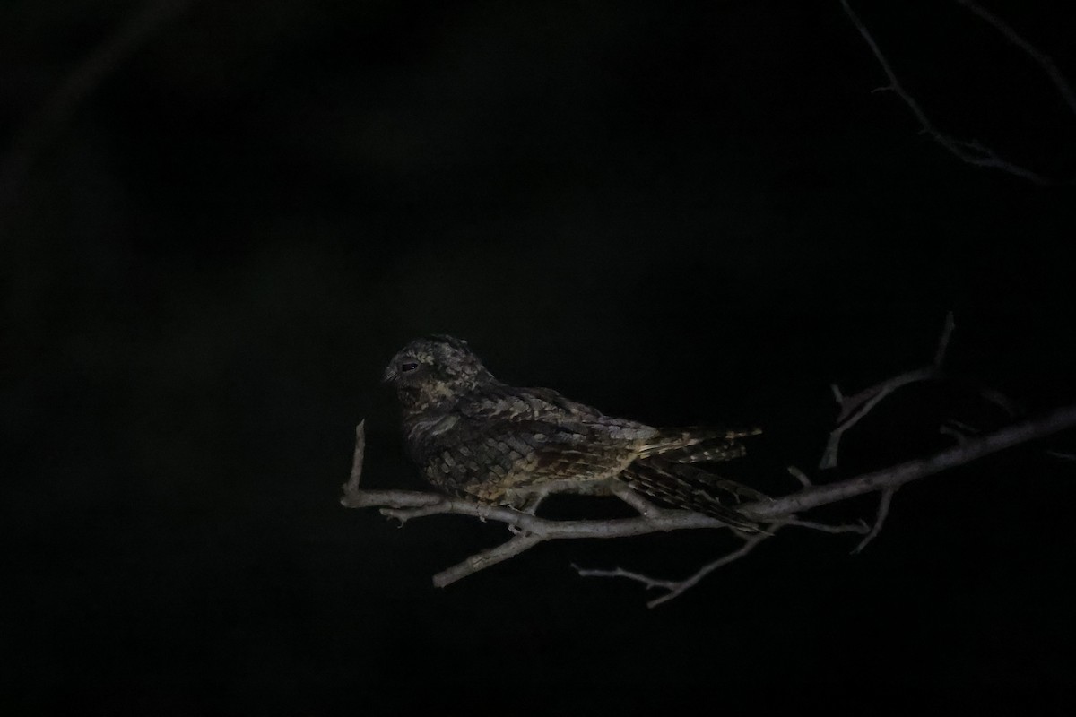 Jungle Nightjar - ML642843713